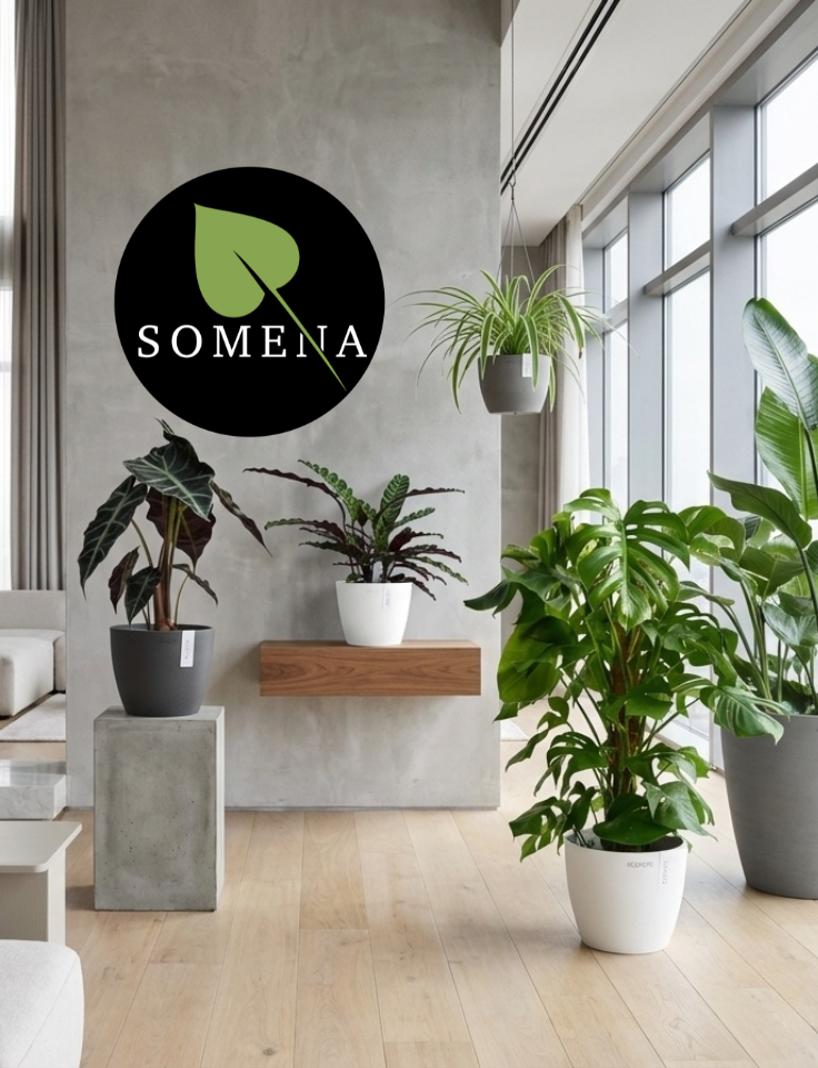 Zimmerpflanzen im Wohnraum – Somena